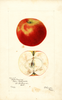 Apples, Bottle Greening (1901)