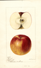 Apples, Bowen (1896)