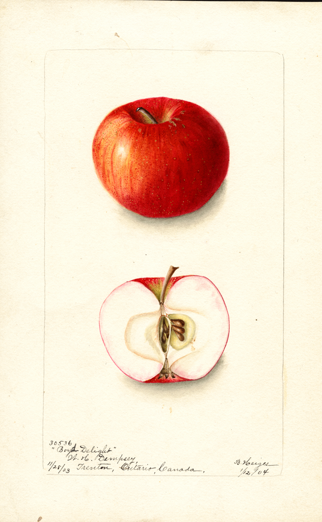 Apples, Boys Delight (1904)