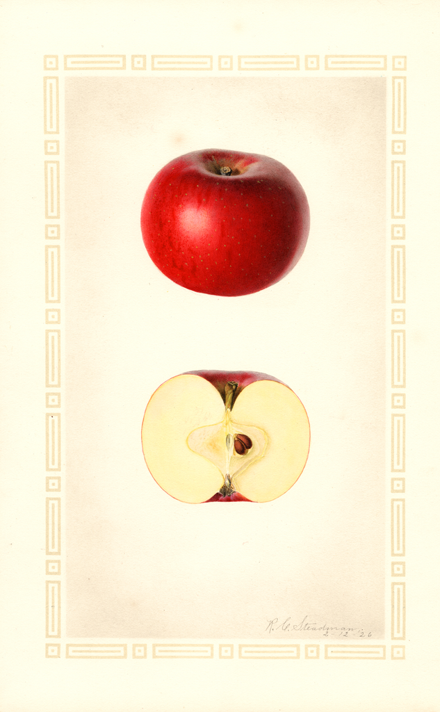 Apples, Brackett (1926)