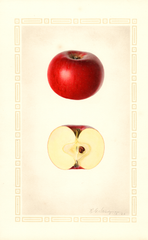 Apples, Brackett (1926)