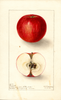 Apples, Brackett (1904)
