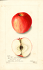 Apples, Brackett (1903)