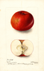 Apples, Brackett (1901)