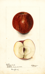 Apples, Kentucky Streaks (1900)