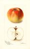 Apples, Mortons Sweet (1899)