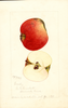 Apples, Brady (1890)