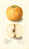Apples, Bramley (1908)