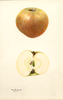 Apples, Bramley (1931)