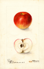 Apples, Branch (1900)