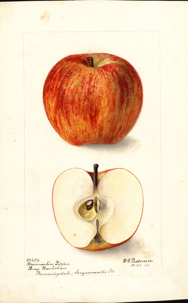 Apples, Brewington Pippin (1900)