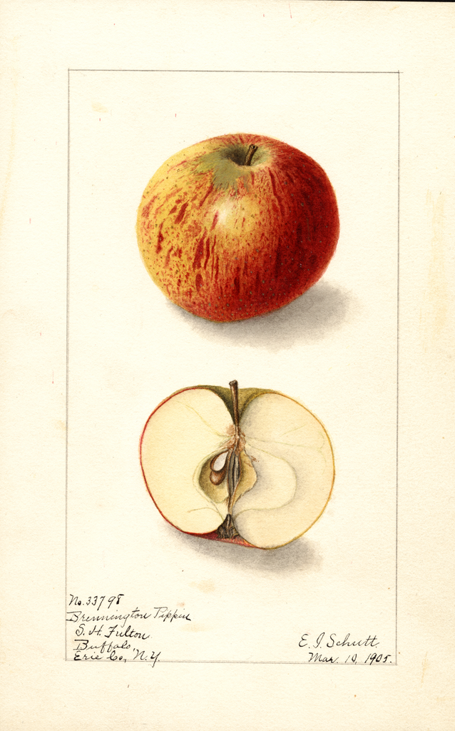 Apples, Brewington Pippin (1905)