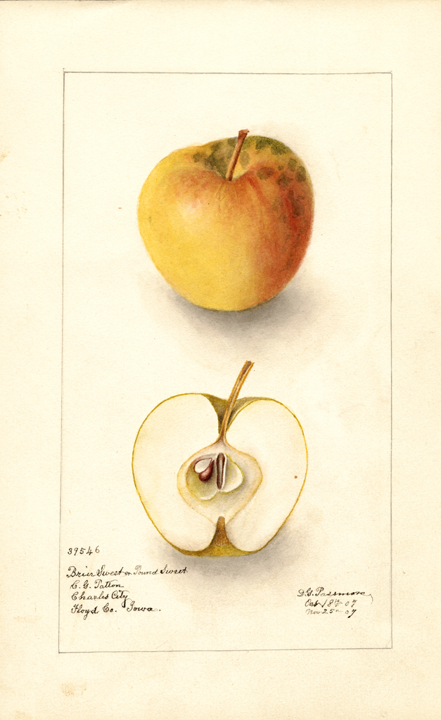 Apples, Briar Sweet (1907)