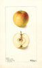 Apples, Bridgewater (1901)