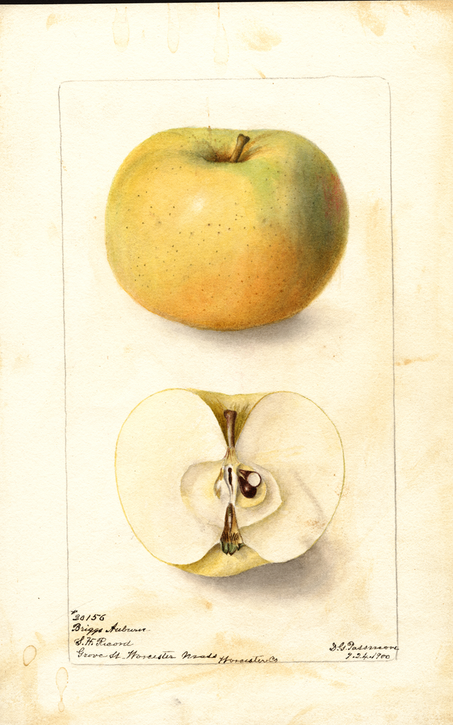 Apples, Briggs Auburn (1900)