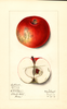 Apples, Brilliant (1913)
