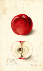 Apples, Brilliant (1898)