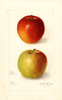 Apples, Baldwin (1906)