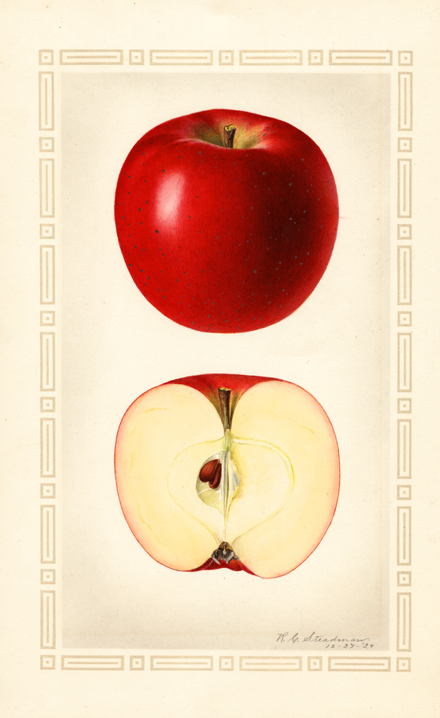 Apples, Baldwin (1924)