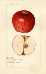 Apples, Bay State (1923)