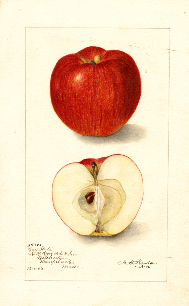 Apples, Bay State (1906)