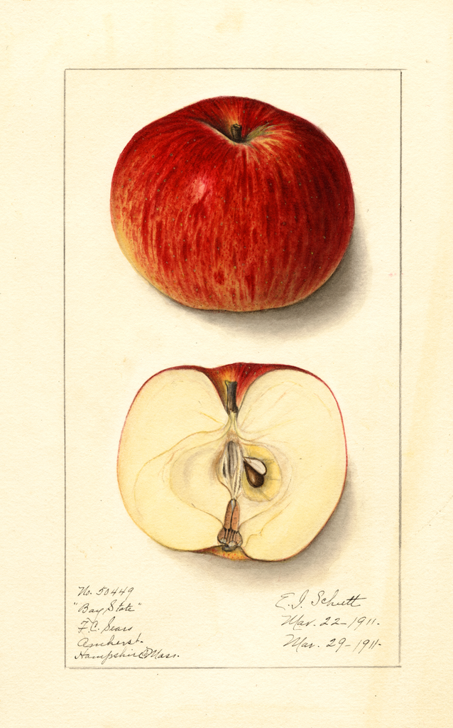 Apples, Bay State (1911)