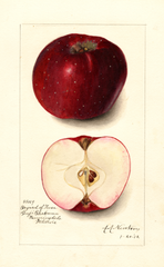Apples, Bayard (1912)