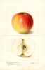 Apples, Reinette De Bayeux (1900)