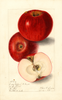 Apples, Lady Pippin; Beach (1905)