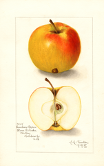 Apples, Cranberry Pippin (1908)