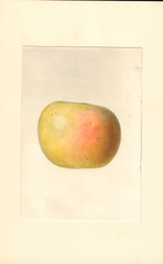 Apples, Cavilla Bianca D'inverus (1939)