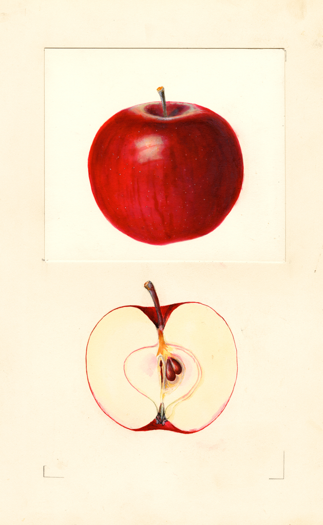 Apples, Beacon (1938)