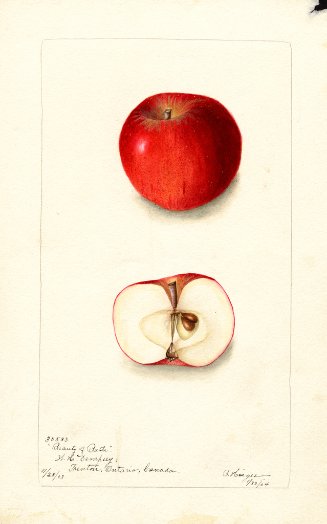 Apples, Beauty Of Bath (1904)