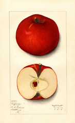 Apples, Bedford Red (1913)