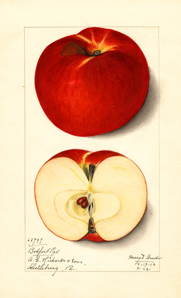 Apples, Bedford Red (1913)