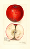 Apples, Beefsteak (1911)