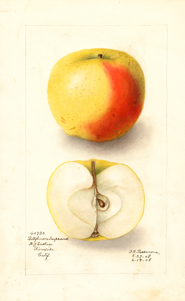 Apples, Bellflower Improved (1908)
