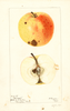 Apples, Belmont (1897)
