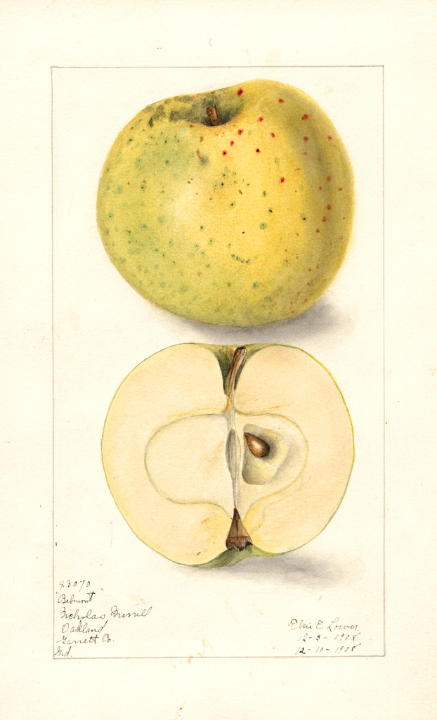 Apples, Belmont (1908)