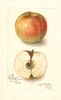 Apples, Belmont (1911)