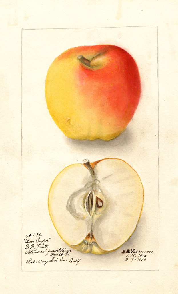 Apples, Ben Cap (1910)