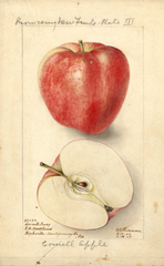 Apples, Cornell Fancy (1907)