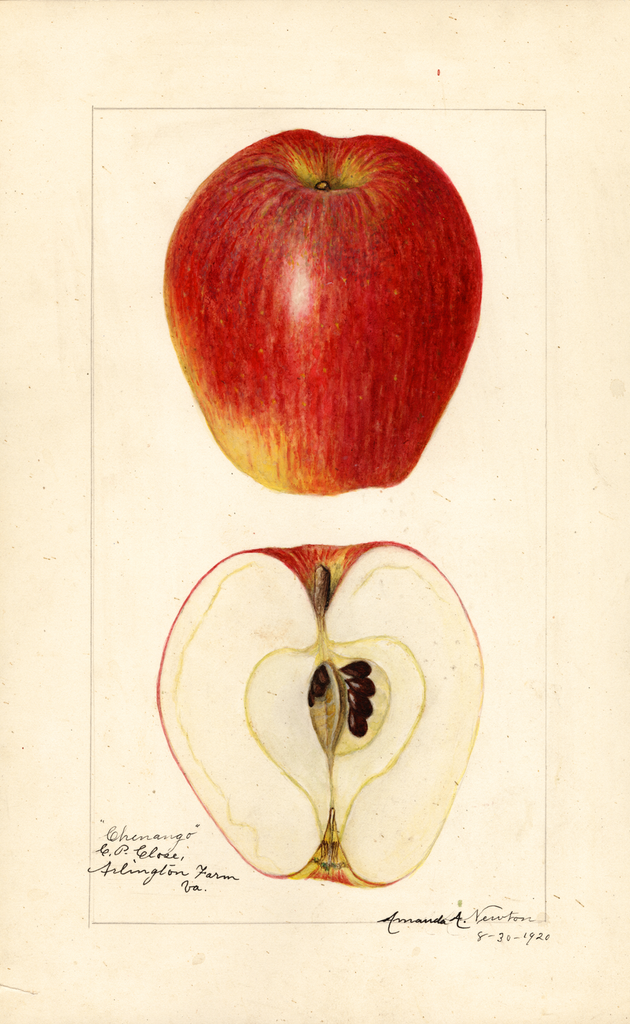 Apples, Chenango (1920)