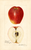 Apples, Chenango (1920)