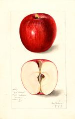 Apples, Chenango (1911)