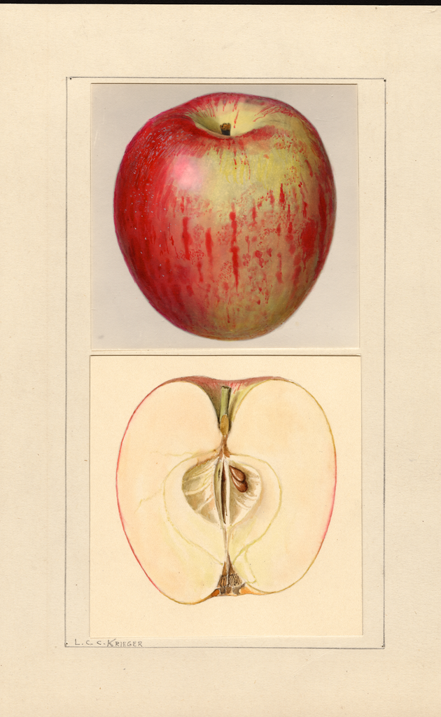 Apples, Chenango (1937)