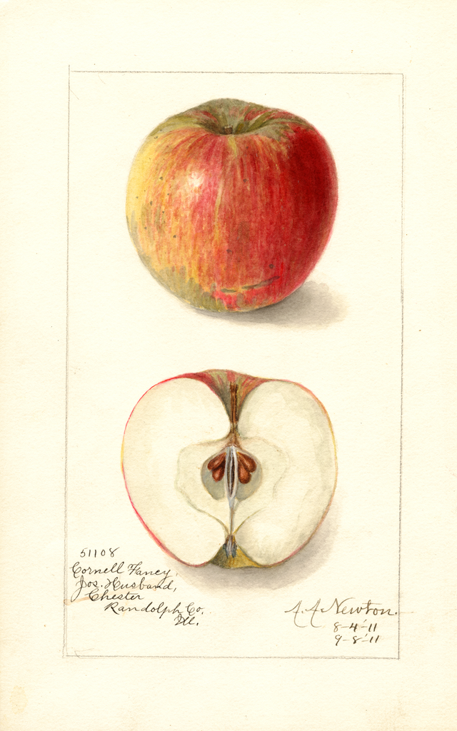Apples, Cornell Fancy (1911)