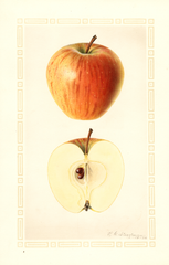 Apples, Cornell Fancy (1926)