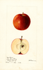 Apples, Corps Choice (1894)