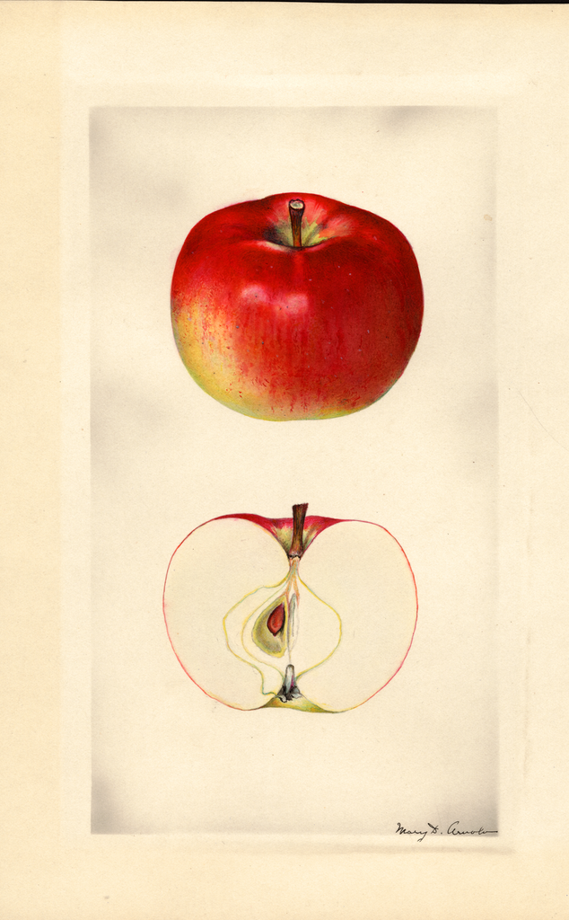 Apples, Cortland (1930)